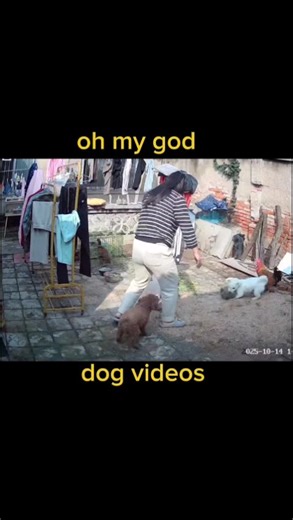 Rabbit vs. dog-a backyard battle ends with a touching act of kindness