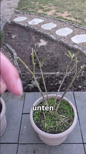 Cut back and rejuvenate oleanders very severely.
