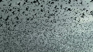 15K views · 295 reactions | Murmurations are flocks of starlings (a type of bird) that fly in sync in twists and turns creating beautiful cloud-like formations in the sky. While it may look a little scary to encounter, (Alfred Hitchcock, anyone?) it's the starlings' way of scaring off predators. This murmuration was captured on video just west of Rees Elementary in Spanish Fork. | KSL 5 TV | Facebook