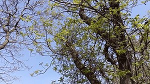 Ceylon Cedar Scientifically Known Cedrela Odorata Stock Footage Video (100% Royalty-free) 3454225065 | Shutterstock