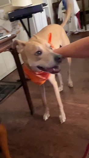 Understanding Dog Behavior: Insights on Pet Care