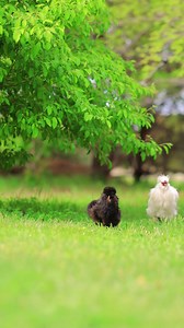 22 reactions | Their inner T-Rex is strong 練 | Pocket Macro | Facebook