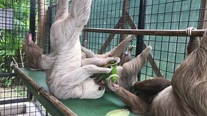 BFF’S forever Four tiny neonates, Claire weighing 463 grams, Greta, 509 grams, Nyla at 685 grams, and Olympia who weighed 645 grams upon rescue were all brought to the sanctuary between the months of March through July, 2017. They either arrived by their rescuers or were Sanctuary pick-ups after an emergency call from good Samaritans who had found a baby in need. Clinical exams on all four infants showed no major injuries or illness, thankfully. After dehydration was dealt with all four babies b