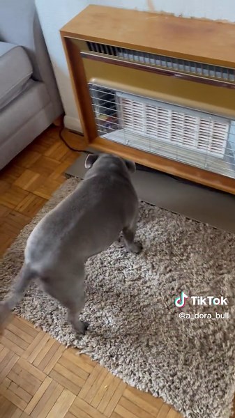 a - DORA - bull on TikTok