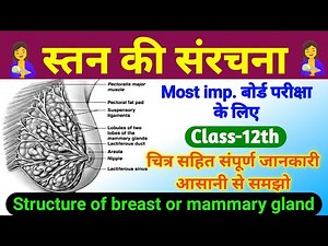 स्तन ग्रंथि की संरचना | Structure of breast or mammary gland in hindi | mammary glands class 12