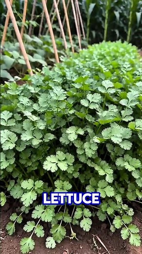 The BEST Crop Rotation Trick Every Gardener Should Know! 🌱🍅#gaden tips #shorts