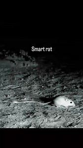 Smart rat🐀 😃 Time will tell 😃 | UNCLE ISAAC