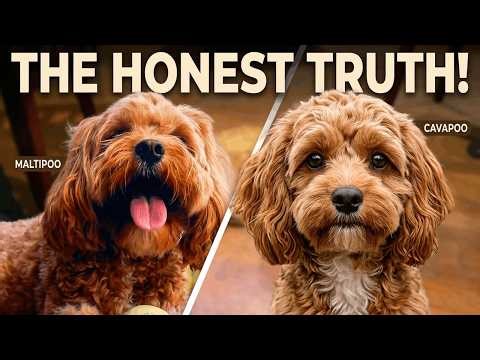 Maltipoo VS Cavapoo? The Honest Truth About Both Breeds