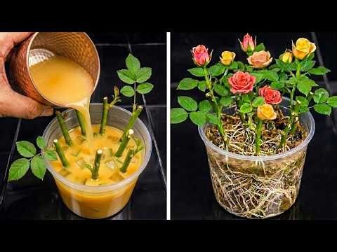 Grow Rose Cuttings Naturally! The Secret Rooting Method That Really Works
