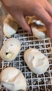 This is what pipping looks like!