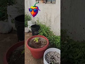 My pepper and tomatoes garden