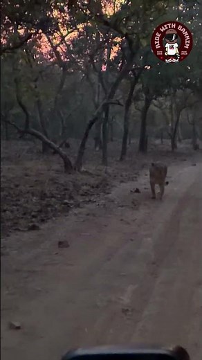Face to Face with the King of Jungle 🦁 | Sasan Gir Safari 😱🔥 Part 1