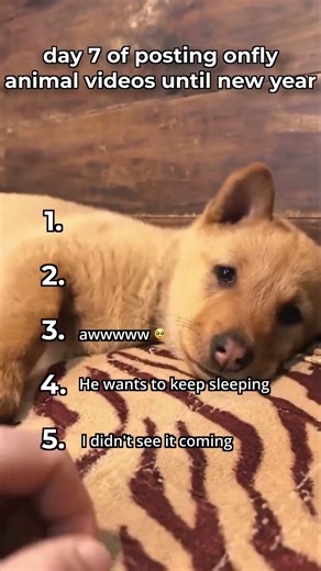 ranking most random dog moments