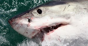 Shark-tracking app shows 6 great white sharks off Florida's coast