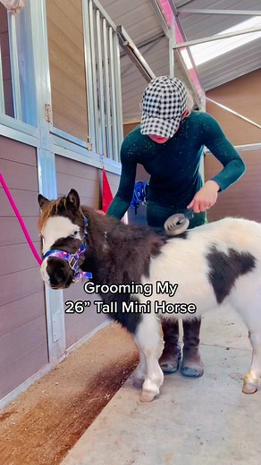 Grooming My Tiny Mini Horse | Horse Care Routine