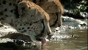 'The Way of the Cheetah' is the first documentary we've made that puts these threatened cats in the leading role. For viewers in South Africa, #BigCatMonth continues today on National Geographic Africa with the African premiere of the film at 6pm. We hope you'll enjoy it! ⁣ | Dereck and Beverly Joubert
