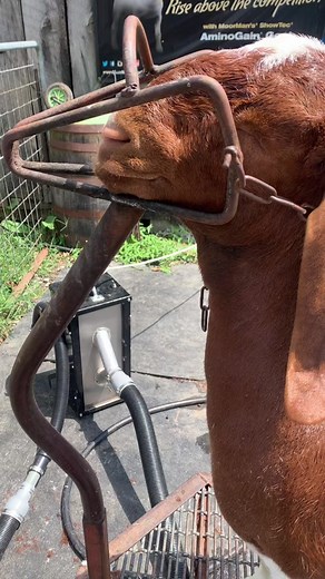 Breeding Doe Clipping Guide for Show Day Success