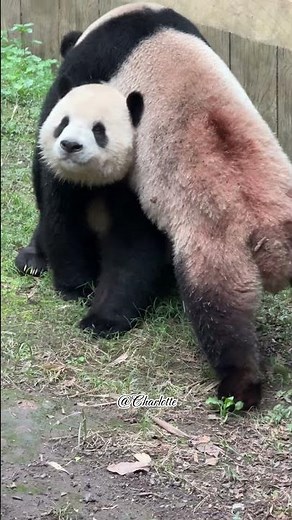Playful Pandas Having Fun Together – Cutest Panda Moments Ever! 🐼💞
