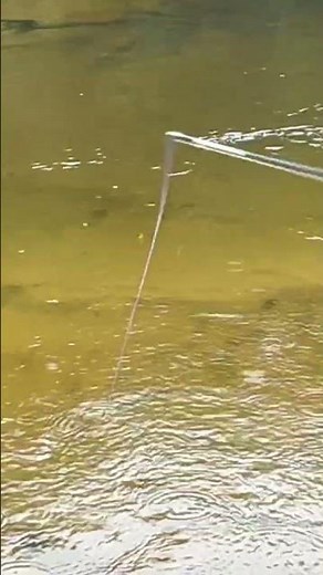Clear Upper Peninsula creek FULL of brook trout! #michigan #troutfishing #brookies #fishing #trout