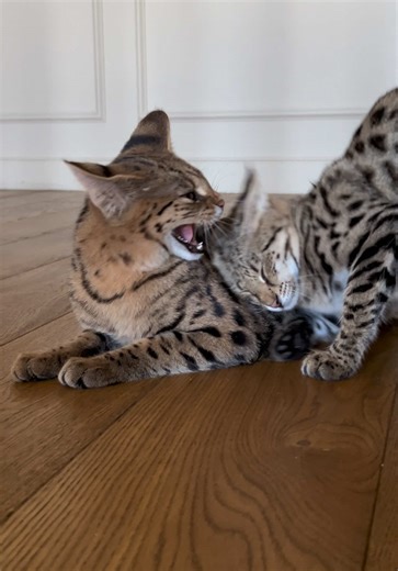 Not a house cat. #SavannahMonarchy #wildcats #ExoticCats #SavannahCats #savannahf1