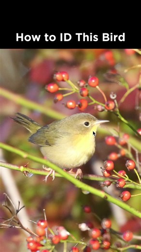 Can you identify this bird?