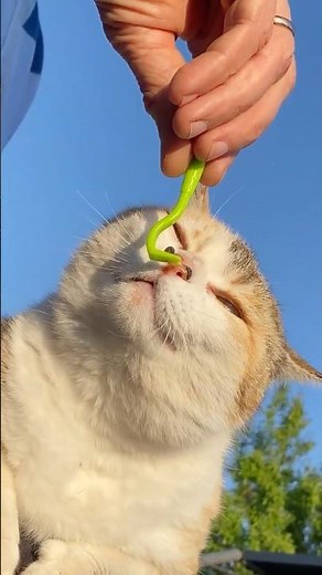 How to quickly remove a tick from a pet