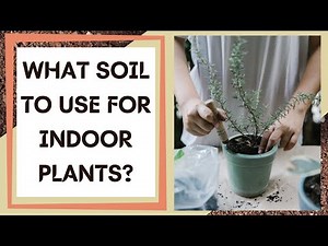 What Soil To Use For Indoor Plants? - What Soil is Best for Houseplants