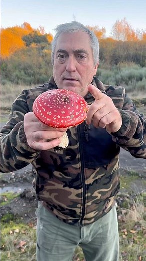 🍄 Amanita muscaria 🍄