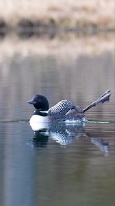 11K views · 133 reactions | The iconic call of the Loon… #commonloon #looncall #nature #longweekend | Ken Anderson Photography | Facebook