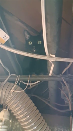 Hidden Cat Furnace Repair