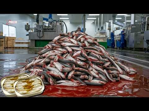How Millions of Sardines Are Perfectly Processed and Canned! A Look Behind The Scenes