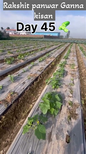 Cacumber falshal new plantation is about to be ready #cacumber #fresh #cucumba #exoticfruit