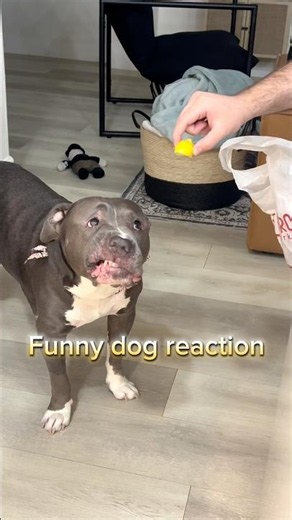 Funny dog reaction #dogs #goldenretriever #labrador #funnyvideo