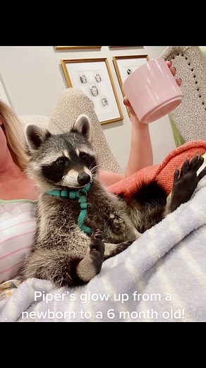 Piper's Transformation: Newborn to 6 Months | Cute Raccoon Compilation