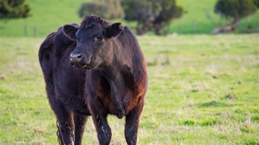 Beef and cattle prices remain at all-time highs