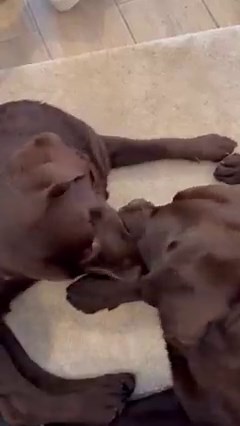 269K views · 10K reactions | our love story❣ | Dog lover | Facebook