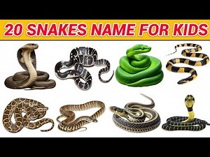 Snake Names for Kids | Learn 20 Types of Snakes in English | Preschool &Toddler Learning Video