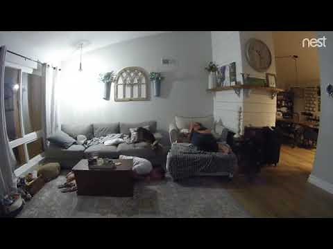 Dog Jumps on Guy's Nuts - 992195