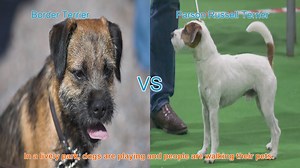 Border Terrier vs. Parson Russell Terrier: A Comparison of Two Playful Breeds