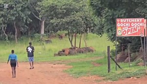 Muharare dzirikunochekwa baba | Zim Scandals Gossip and News