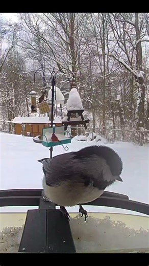 Chicadees, Woodpecker, & More Backyard Birds | Snack Time at the Feeder