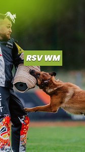 RSV WM 2025 in Korbach Hier seht ihr Irina Rasenberger mit working-dog Gwendolin in Aktion! Ein riesiges Glückwunsch an die beiden für diese herausragende sportliche Leistung 👉 Wollt ihr mehr sehen? Schaut vorbei auf working-dog für weitere Videos, Ergebnisse und Highlights! Veranstaltung: https://www.working-dog.com/results/2025-03--05-10-2025-RSV-WM-in-Korbach---SchH-3-21354463 Irina Rasenberger: https://www.working-dog.com/user/Irina-Rasenberger-56789 Gwendolin: https://www.working-dog.com/d
