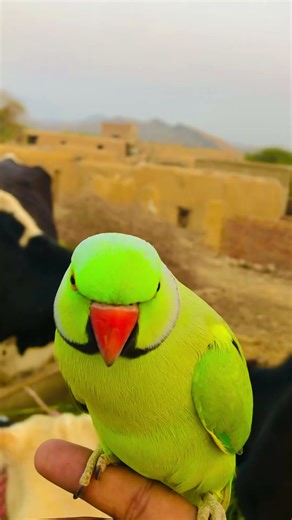 The AI Parrot is back — and it’s funnier than#funnyanimal