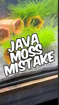 Avoid This Common Mistake With Java Moss (Taxiphyllum Barbieri)!