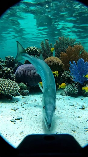 🔥 Amazing Fishing Video Gopro In Sea 579 2K - You Won't Believe This! ✨