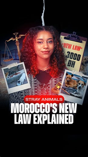 From small fines to heavy penalties, Morocco’s new animal welfare draft law sets strict rules on feeding, adopting, and sheltering strays. 🐱🐶📝 But does it protect animals, or punish compassion? | Hespress English