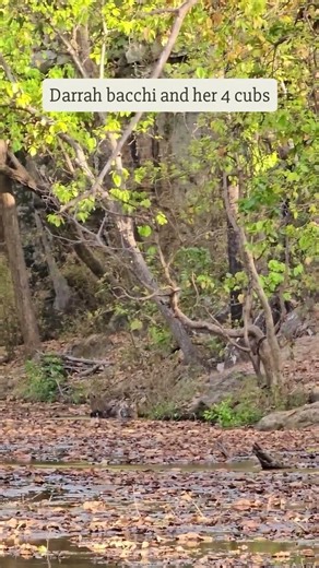 Royal family siesta! Darrah's 4 bundles of fluff claim their throne atNaddi Darrah Bacchi & 4 Cubs