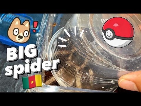 Do TARANTULAS really “need” VERY DEEP SUBSTRATE ??! ~ That depends!