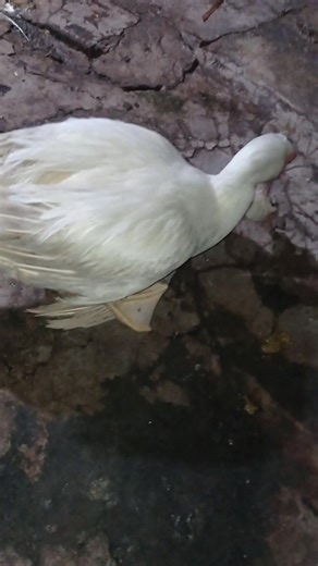 19 reactions · 13 comments | Failure is a valuable lesson. Don't be afraid to try new things Kegagalan adalah pelajaran berharga. Jangan takut untuk mencoba hal baru #muscovyduck #animals #muscovy #ducks #patos #pets #video #fyp #greatyear | Ain Mr Leng | Facebook