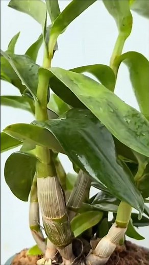 Best methods repotting dendrobium plant and let's using this technique for your orchid plant🌵🌿🍀🍀🍀🌿🌿🌵
